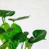 swiss cheese plant monstera deliciosa