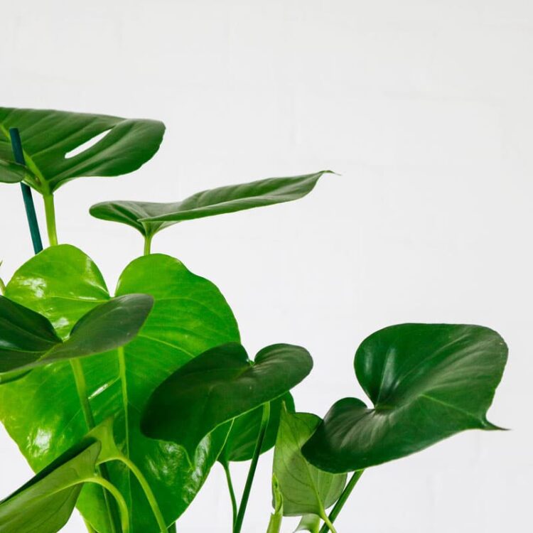 swiss cheese plant monstera deliciosa