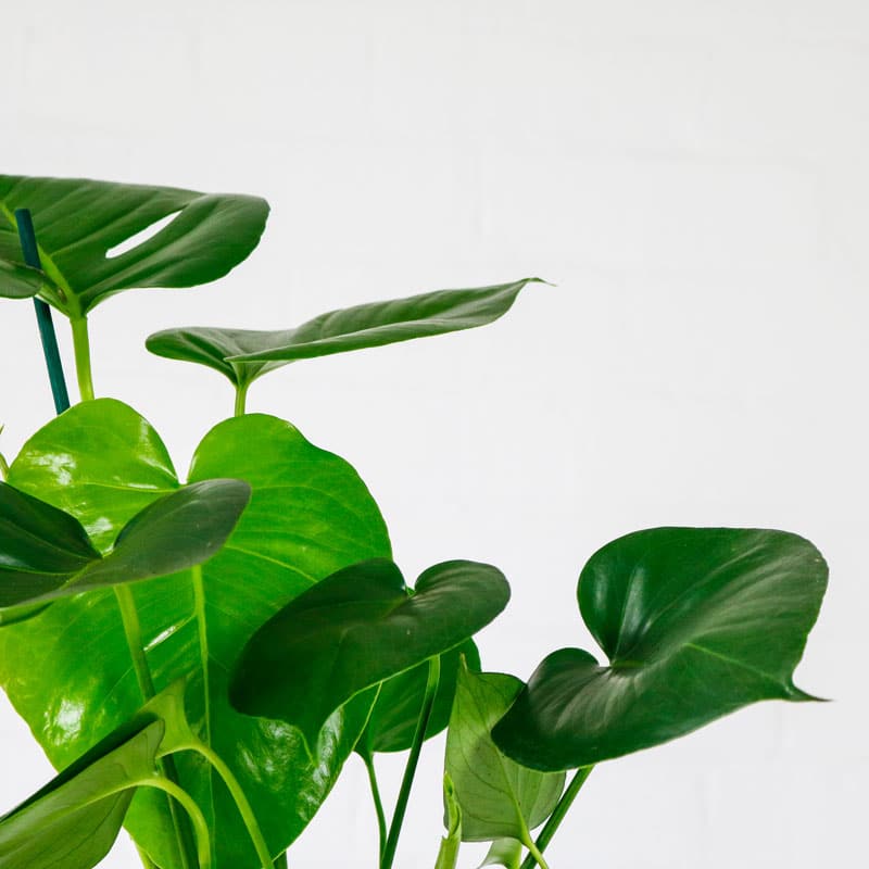 swiss cheese plant monstera deliciosa swiss cheese plant monstera deliciosa