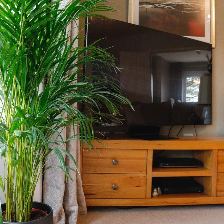 areca palm dypsis lutescens tall house plant indoor uk large areca palm dypsis lutescens tall house plant indoor