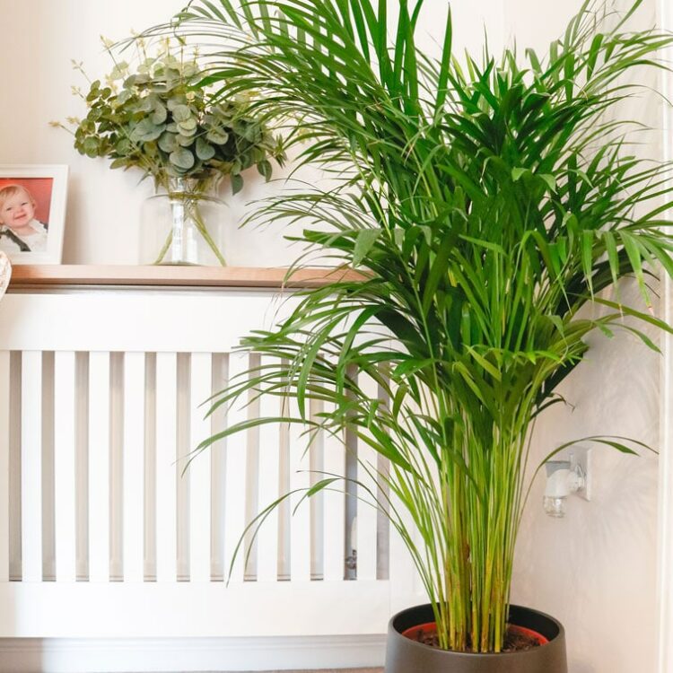areca palm dypsis lutescens