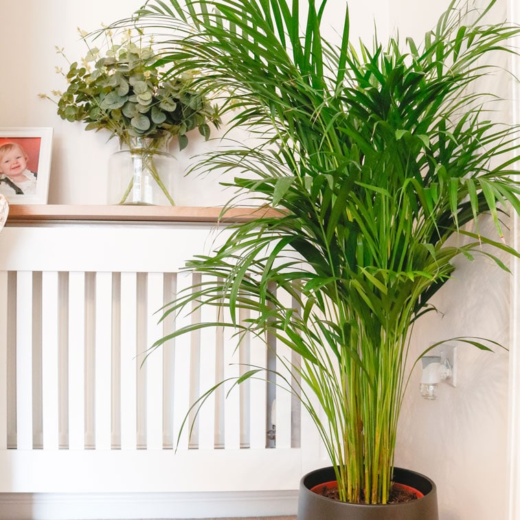 areca palm dypsis lutescens 4 areca palm dypsis lutescens