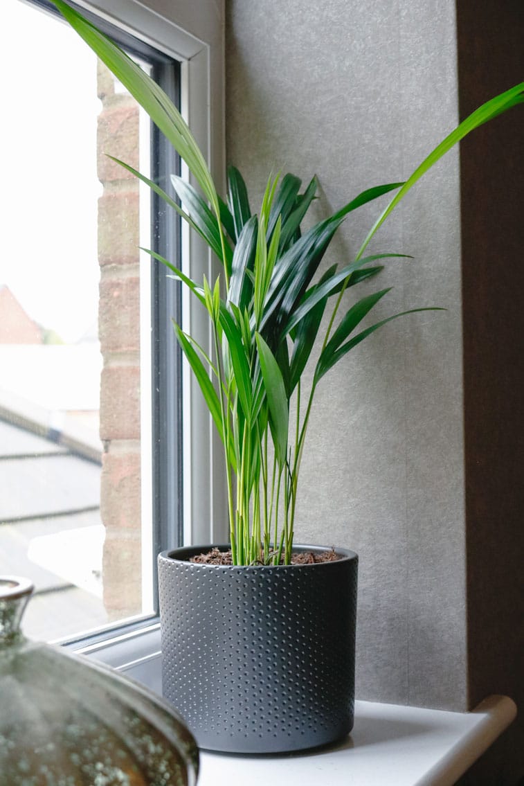 areca palm dypsis lutescens 7