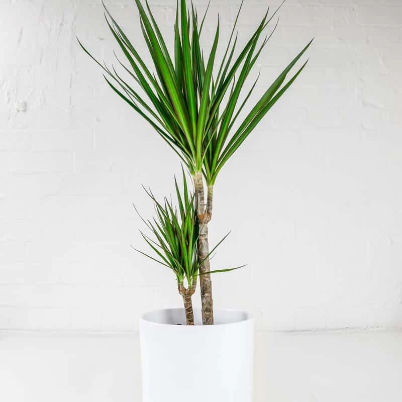 dragon-tree-3