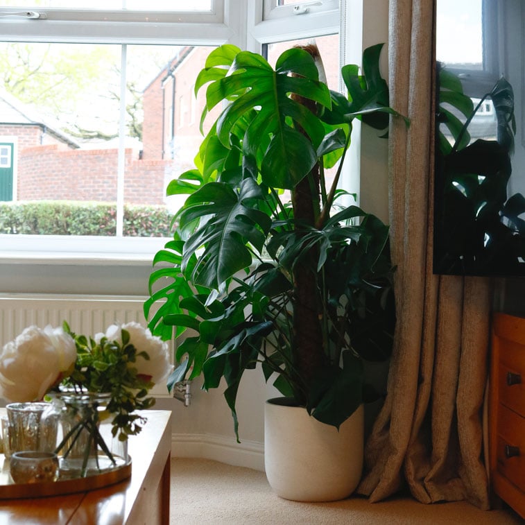 swiss cheese plant monstera deliciosa 1 swiss cheese vine plant monstera deliciosa large on moss pole
