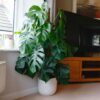 swiss cheese vine plant monstera deliciosa large on moss pole