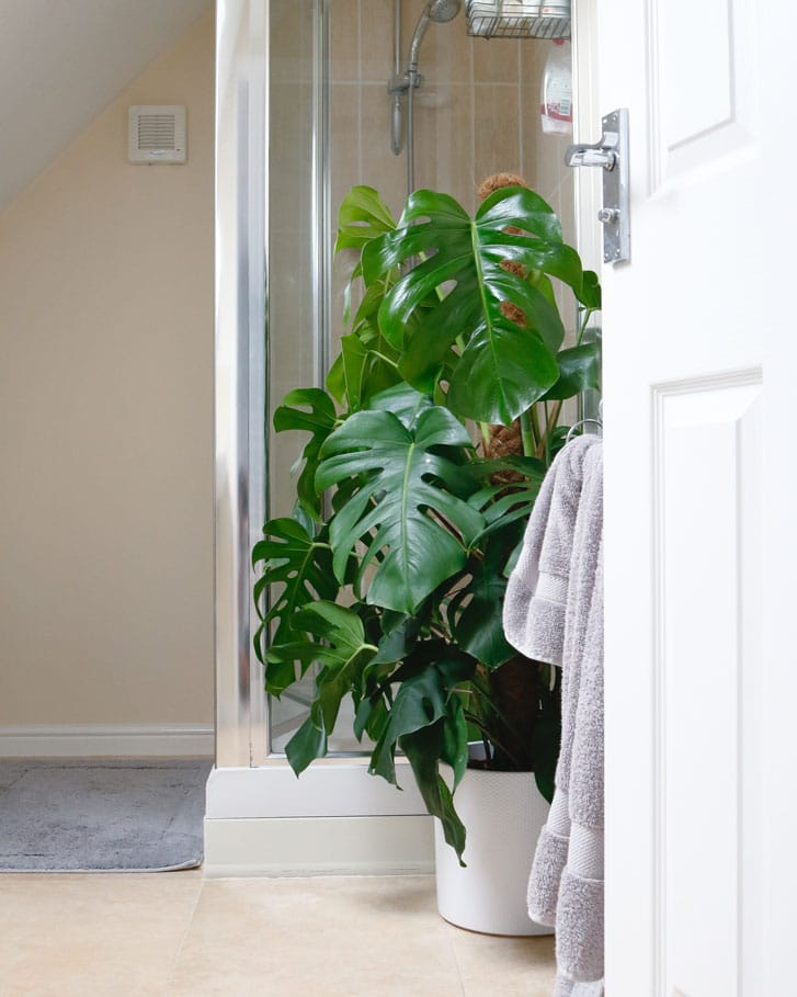 swiss cheese plant monstera deliciosa 4 swiss cheese vine plant monstera deliciosa large on moss pole