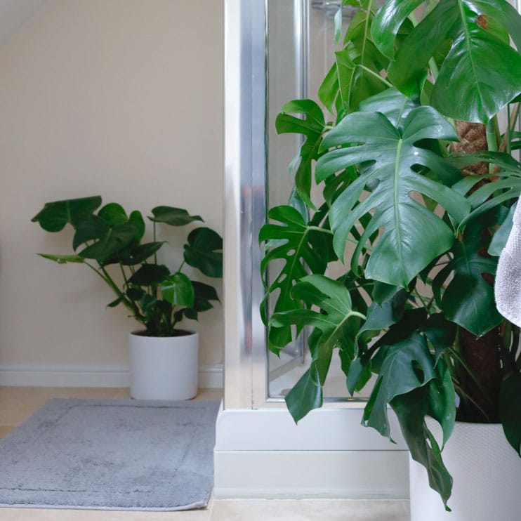 swiss cheese plant monstera deliciosa 5 swiss cheese vine plant monstera deliciosa large on moss pole