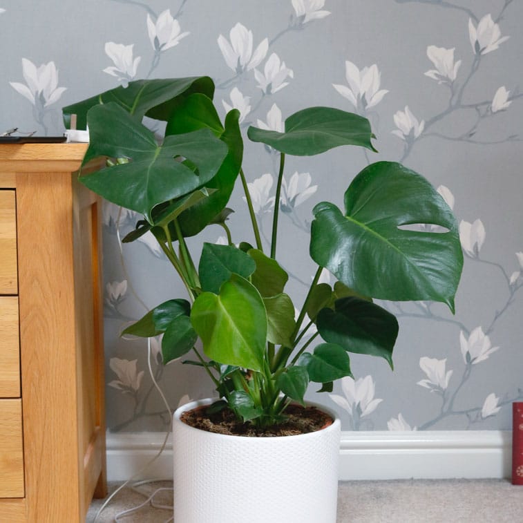 swiss cheese plant monstera deliciosa 6 swiss cheese vine plant monstera deliciosa small