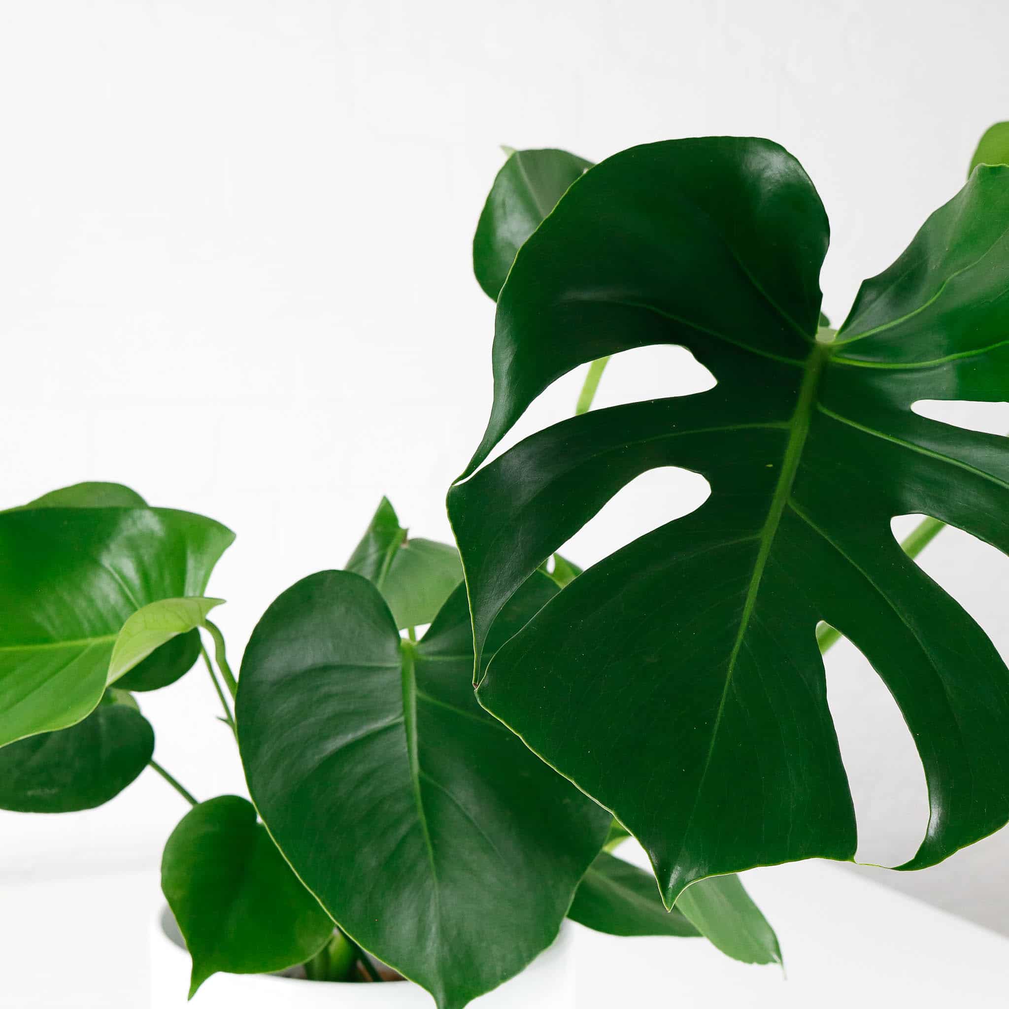 swiss cheese plant monstera deliciosa swiss cheese plant monstera deliciosa