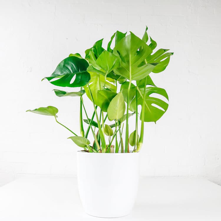 swiss cheese plant monstera deliciosa buy online uk delivered swiss cheese plant monstera deliciosa