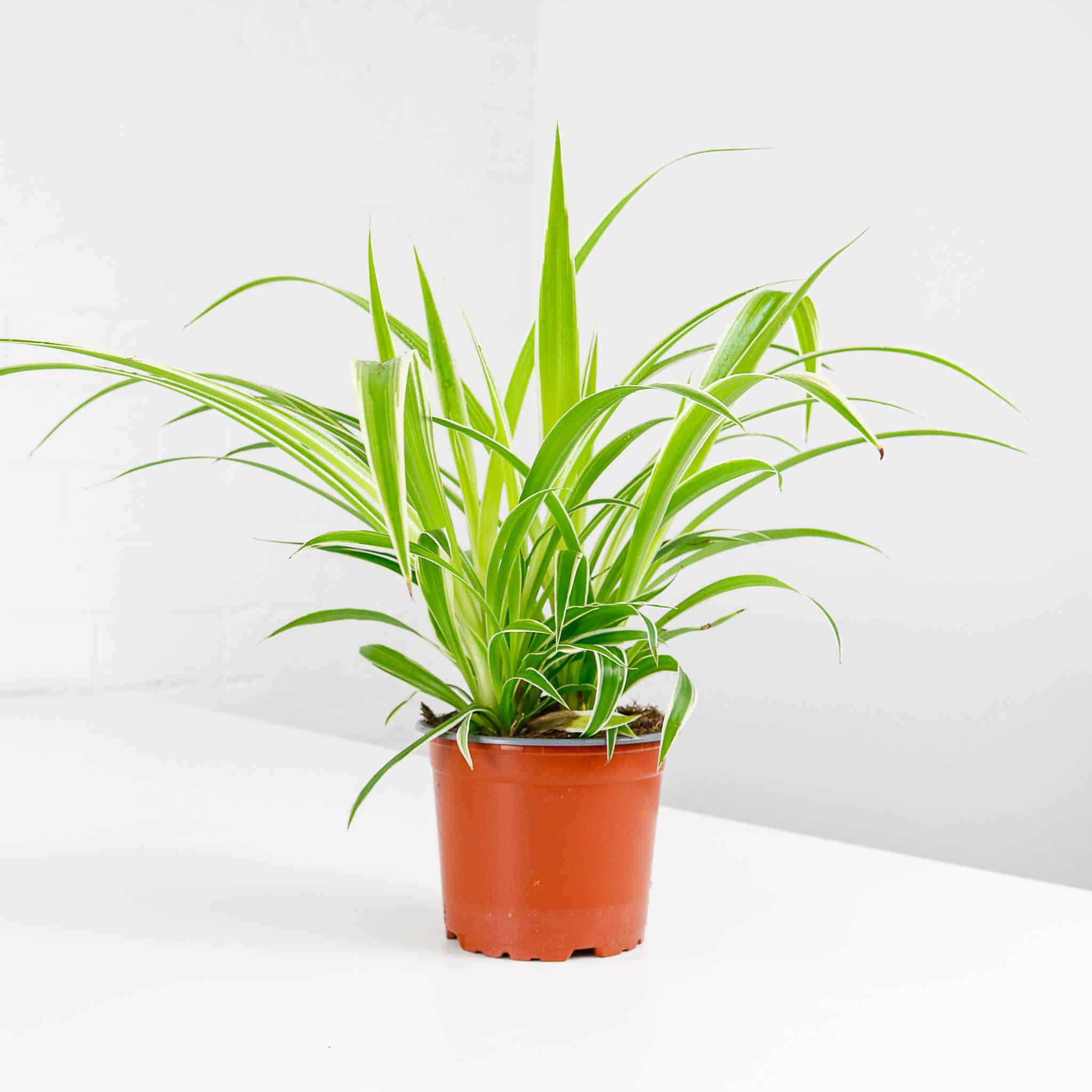 spider plant chlorophytum comosum spider plant chlorophytum comosum