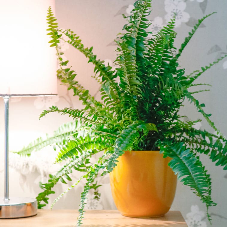 boston fern nephrolepsis exaltata 1 boston fern nephrolepsis exaltata
