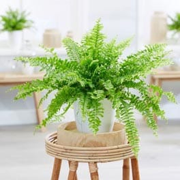Boston Fern