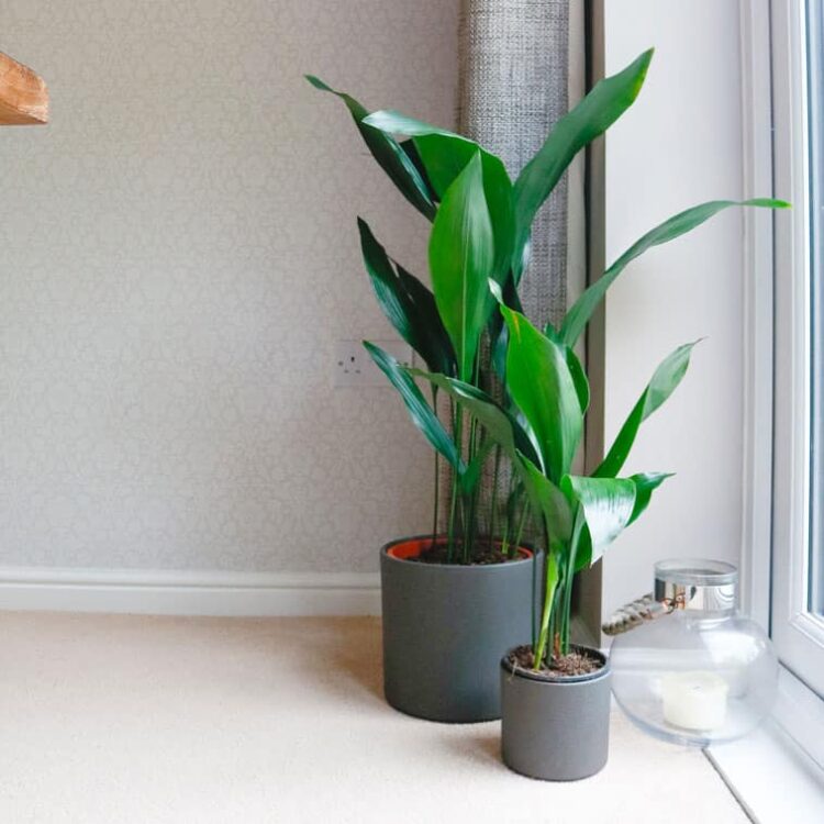 How to Grow and Care for Cast Iron Plant OxyPlants