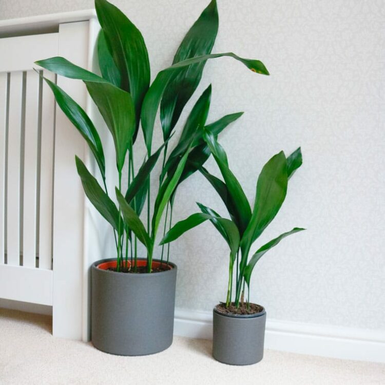Top 10 Unkillable Houseplants Low Maintenance Plants UK