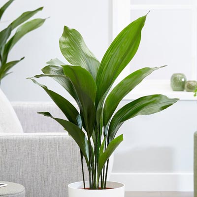 Cast Iron Plant