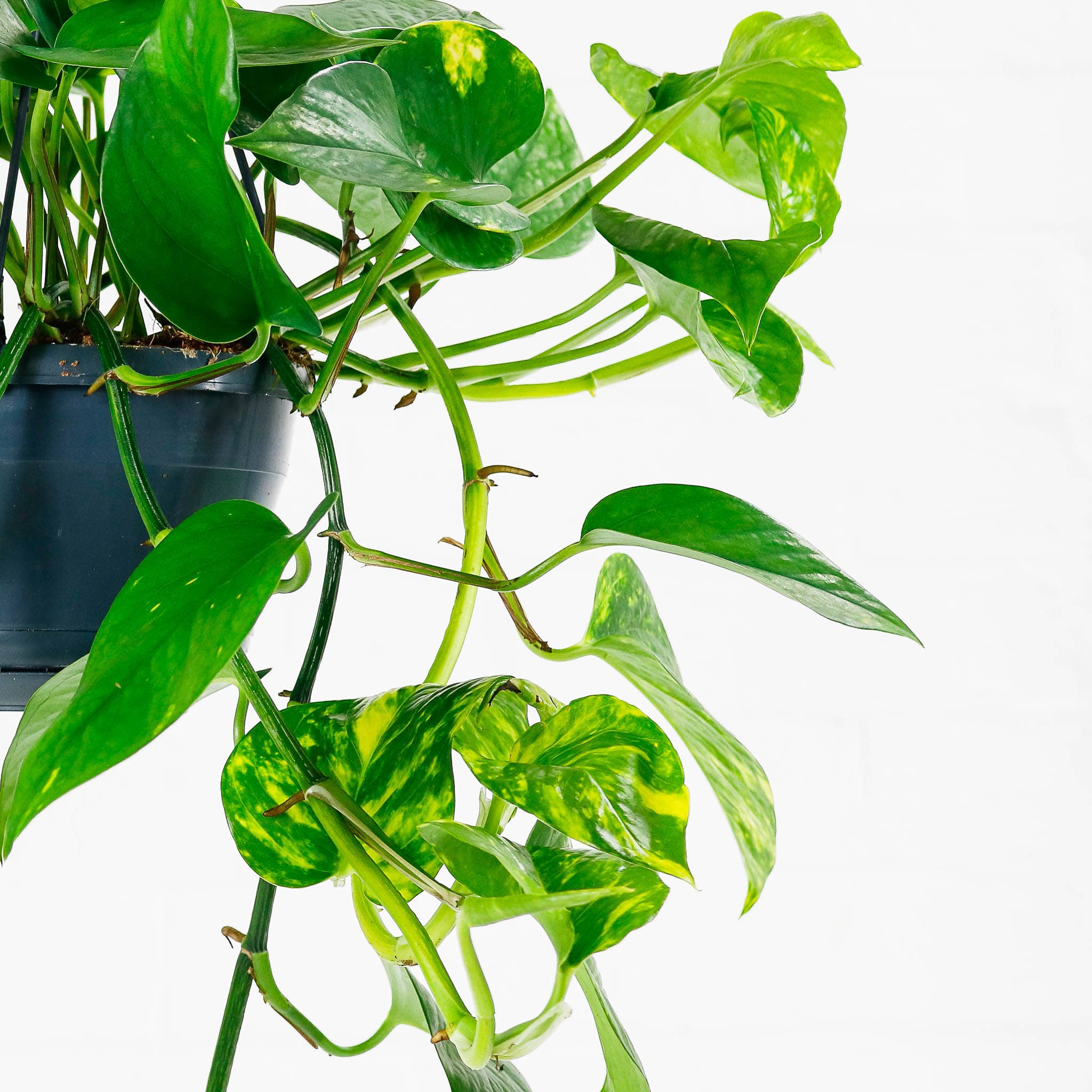 devils ivy golden pothos hanging plant climbing uk houseplant indoor devils ivy golden pothos hanging plant climbing uk