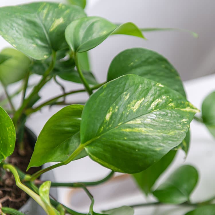 epipremnum-aureum