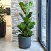 indoor plant delivery uk fiddle