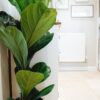 fiddle leaf fig ficus lyrata plant