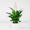peace lily