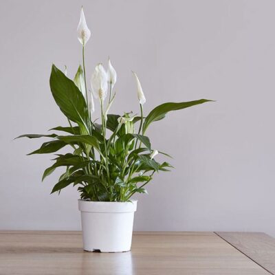 Peace Lily