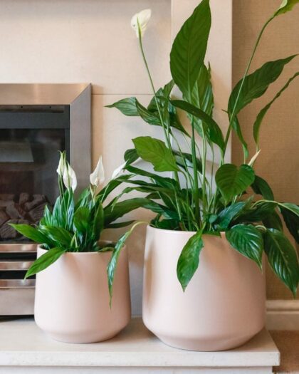 peace lily spathiphyllum popular houseplant shade friendly uk