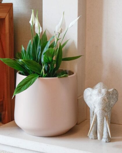 peace lily spathiphyllum popular houseplant shade friendly uk