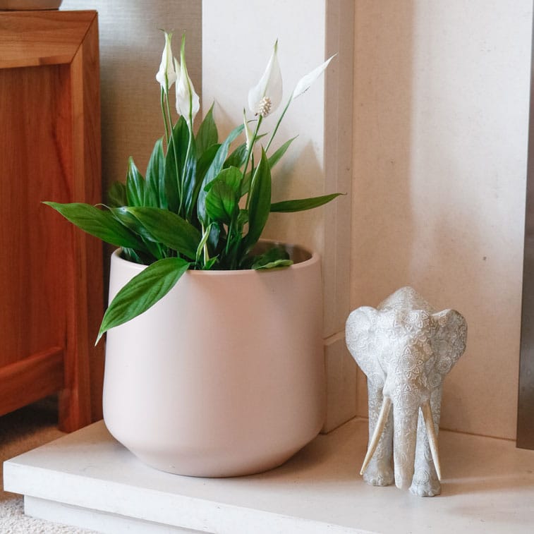 peace lily spathiphyllum 3 peace lily spathiphyllum popular houseplant shade friendly uk