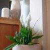 peace lily spathiphyllum popular houseplant shade friendly uk