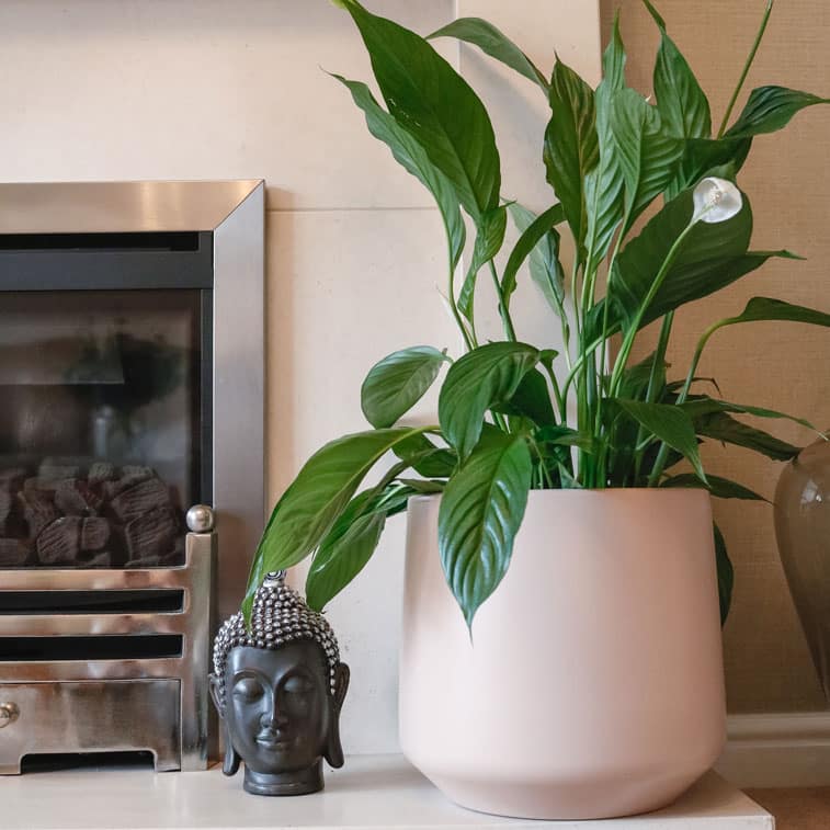 peace lily spathiphyllum 6 peace lily spathiphyllum popular houseplant shade friendly uk