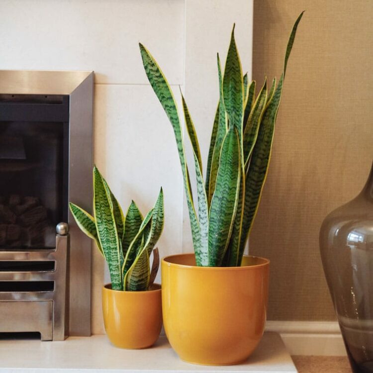 Snake Plant (Sansevieria Trifasciata) Mother-in-laws Tongue