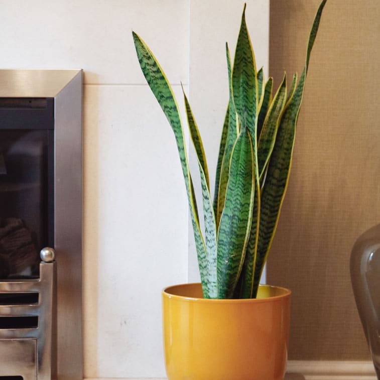 snake plant sansevieria laurentii 3 snake plant sansevieria laurentii mother-in-laws tongue