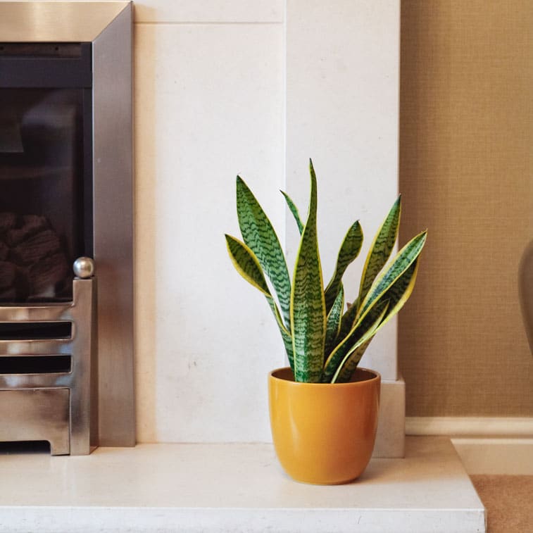 snake plant sansevieria laurentii 5 snake plant sansevieria laurentii mother-in-laws tongue