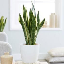 Snake Plant