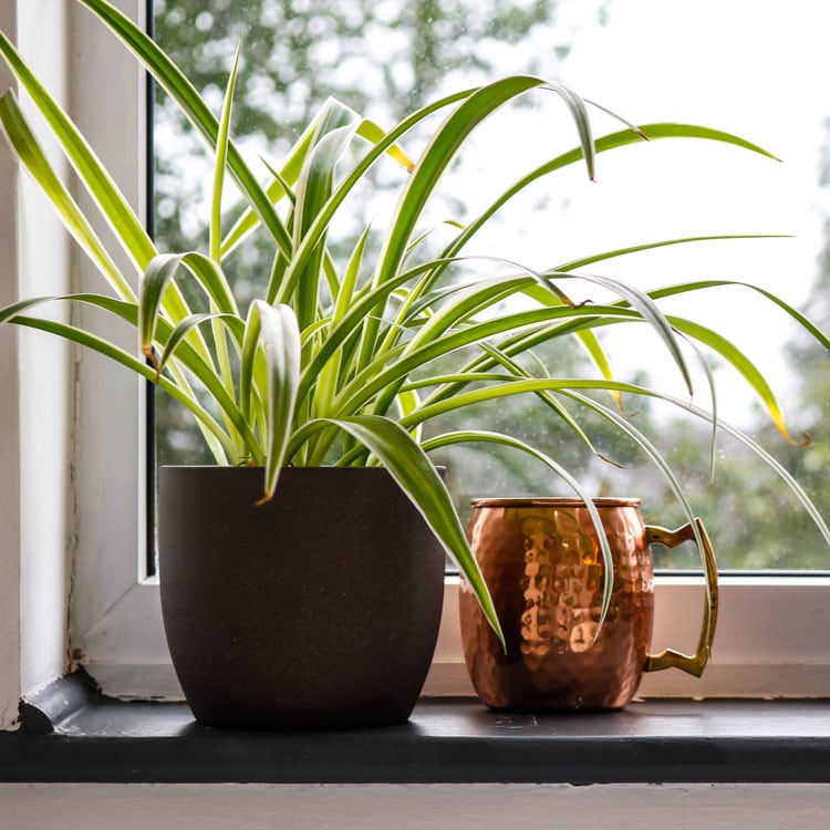spider plant chlorophytum comosum spider plant chlorophytum comosum