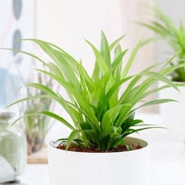 Spider Plant