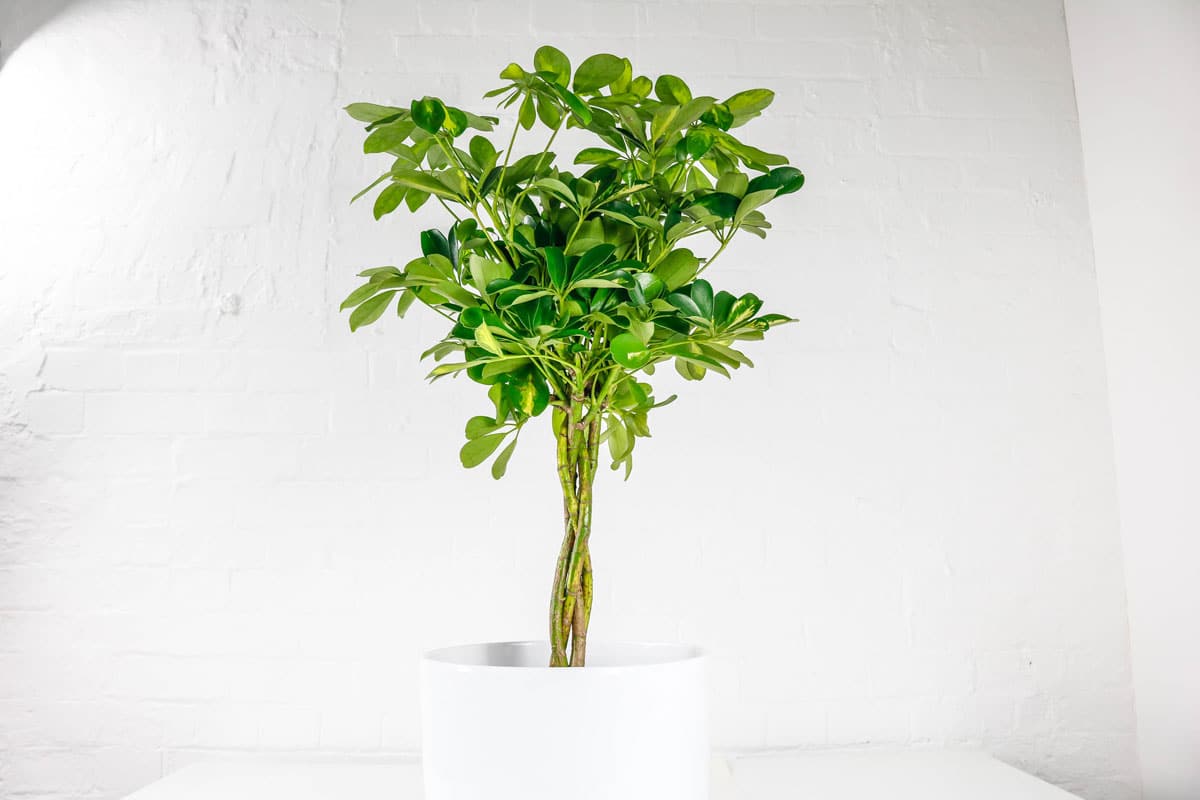 Umbrella Plant Schefflera Indoor house plant Delivered UK