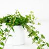 English Ivy