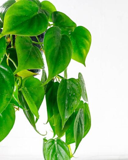 Heartleaf Philodendron Scandens indoor hanging plant