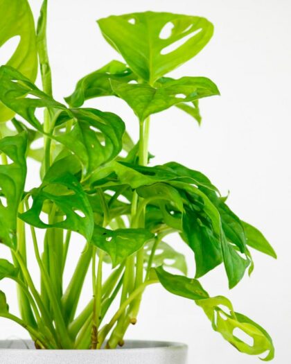 monkey mask plant