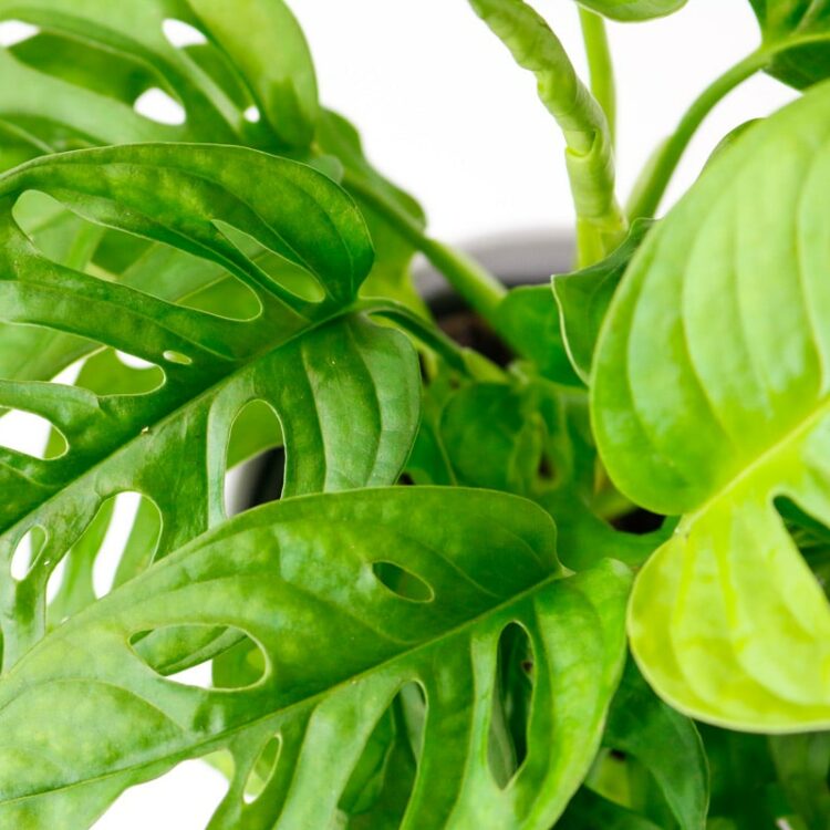 monkey mask plant