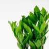 zz plant