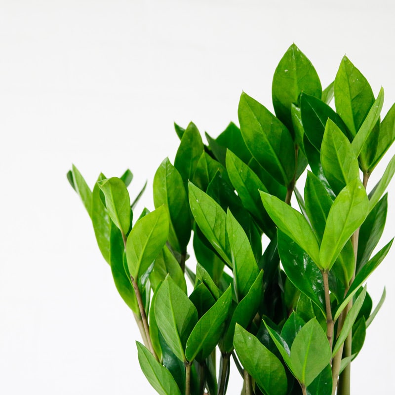zz plant zz plant