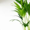 kentia palm howea fosteriana shade liking tolerant plant easy care unkillable kentia palm howea fosteriana