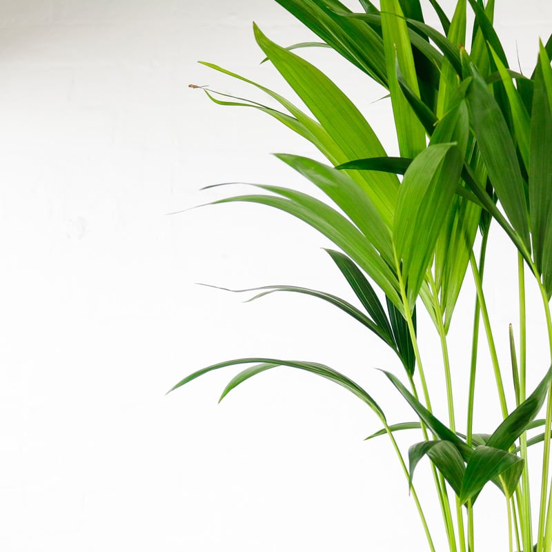 kentia palm howea fosteriana shade liking tolerant plant easy care unkillable kentia palm howea fosteriana