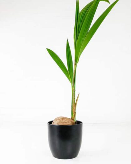 coconut palm
