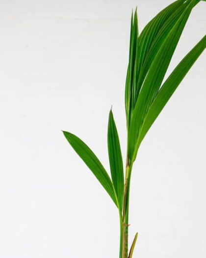 coconut palm