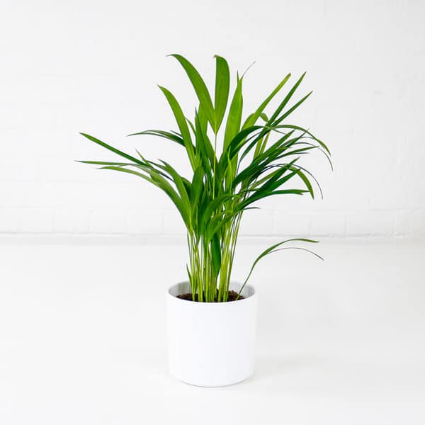 areca-palm-small-1-new areca palm small